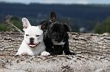 BOULEDOGUE FRANCAIS 691